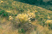 La flora de los pramos es muy diversa.
(a) Pajonal frailejonal.
