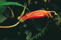 Flores especializadas para atraer los polinizadores.
(a) Flor de forma tubular y atractivo color rojo para atraer al colibr.