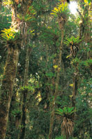 Bosque andino del Santuario de fauna y flora Isla  de la Corota en la laguna de La Cocha.