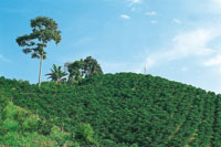 Cultivo de caf caturra, especie que no necesita sombro.