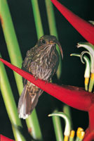 En los cafetales con sombro se presenta una gran diversidad de Heliconias o platanillos cuyas interacciones  con sus polinizadores son muy especializadas. El colibr Eutoxeres aquila, de pico curvo como la flor de su planta predilecta, son mutuamente dep