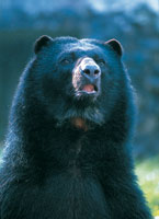 El buen estado de conservacin de los ecosistemas del Parque Nacional Natural Purac ha permitido el mantenimiento de poblaciones de especies altamente amezadas como el oso de anteojos, Tremarctos ornatus.