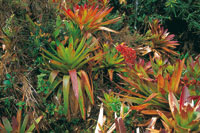 Achupallas o bromelias de la especie Guzmania candelabrum.