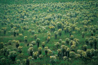 En Paletar, el valle de los Frailejones se caracteriza por la alta densidad de individuos del gnero Espeletia.