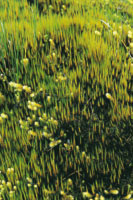 En ambientes hmedos de alta montaa el suelo se cubre de musgos diversos. Altiplano de Paletar, Cauca.