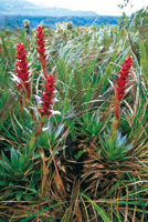 Inflorescencias de las achupallas del gnero Guzmania, cuya vistosa coloracin resalta en medio de la vegetacin paramuna.