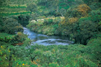 En las riberas de la cuenca alta de los ros Caquet, Magdalena y Cauca se desarrollan bosques de ronda importantes para el mantenimiento del potencial hdrico.