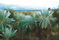 Planicie mal drenada en la laguna de La Cocha, hacia El Estero, presenta extensos pajonales frailejonales con Espeletia cochensis.