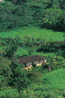 Las pequeas propiedades en las zonas del piso templado se caracterizan por la diversidad de cultivos, lo que favorece la fauna silvestre y la conservacin de los suelos. Casa campesina en Sandon, Nario.