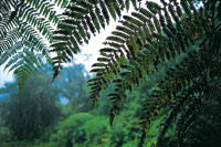 En la franja altitudinal comprendida entre los 1.600 y 2.600 metros de altitud se desarrolla una exuberante vegetacin debido a la gran humedad proveniente de las selvas bajas.