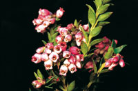 Las ericceas, como los uvos de monte, presentan una gran diversidad en la alta montaa; entre las formas arbustivas se destaca el Vaccinium floribundum, por sus atractivas flores.