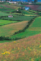 En el altiplano de Tquerres, las zonas suavemente onduladas son aprovechadas en la produccin agrcola.