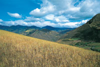 En los minifundios presentes en Imus-Tquerres son frecuentes los cultivos de cereales, papa y otros tubrculos.