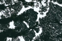 Las copas de los rboles de diferentes especies, encenillos, cucharos, canelos, dejan claros en el dosel, que permiten el paso de la luz.