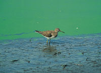 En esta pgina. Asociada a este importante ecosistema protegido en el marco de la convencin de RAMSAR, se encuentra una importante variedad de animales como el chorlito de los pantanos y de plantas como las salvias .