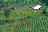 Los habitantes de la regin de Sibundoy han hecho de la chagra un sistema de produccin en el que convergen plantas de Los Andes con especies del piedemonte amaznico. A muchas de ellas se les han atribuido propiedades curativas o mgicas, como es el caso