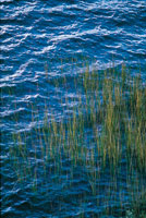 Juncal en la laguna de La Cocha