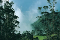 Del valle del Magdalena y de la Orinoquia ascienden corrientes de aire cargadas de humedad que forman lluvias en los flancos de los altiplanos.