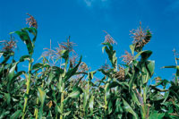 El maz fue un elemento esencial para la seguridad alimentaria de los pueblos aborgenes americanos y a su alrededor giraron sus creencias, mitos y tradiciones.
