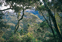 Bosque de robles Quercus humboldtii en los bordes del altiplano de Villa de Leyva.
