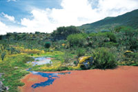 Laguna de pramo cubierta por el helecho acutico Azola filiculoides de coloracin rojiza y la zona de ronda por musgos y chusques.