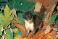 Uno de los pocos mamferos que se pueden encontrar cerca a la laguna de Suesca, es la comadreja Mustela frenata, uno de los pequeos mamferos amenazados de extincin.