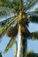 Las palmas son importantes en la estructura de la selva. La palma asa, Euterpe precatoria, es utilizada como alimento, como medicina, en labores artesanales y forma parte de la dieta  de algunas especies de fauna silvestre.
