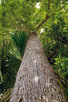 La corteza, el color y la forma de los tallos y los exudados -ltex, gomas y resinas-, son determinantes para identificar los rboles de la selva. Corteza fisurada del castao o nuez del Brasil, Bertholetia excelsa, cuyo fruto tiene gran valor comercial.