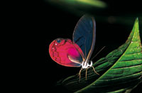 Alas de cristal, Cithaerias erba, es endmica del interior de las selvas del Putumayo y uno de los Satrinos ms hermosos, muy sensible a la deforestacin.