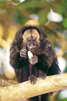 El huapo negro o mico volador, Pithecia monachus, con su larga cola, se desplaza hbilmente en el dosel de la selva donde se alimenta de frutas e insectos. Su hbitat en las selvas del Putumayo est fuertemente degradado.
