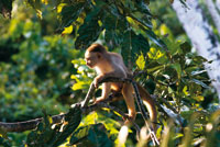 
Mico maicero cariblanco, Cebus albifrons, ocupa variedad de hbitats y su dieta es omnvora.  
