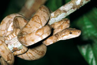 La boa o pitn arborcola, Corallus enhydris se aferra a los rboles del sotobosque donde permanece al acecho de sus presas.