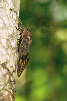 Al medio da y hasta el atardecer se escucha el sonido intenso y montono de varias especies de chicharras.