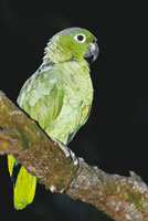 Lora real, Amazona farinosa, comn en toda la Amazonia colombiana.