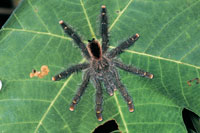 En la Amazonia existen miles de especies de araas; entre las ms grandes estn las tarntulas de la familia Licsidos, llamadas araas lobo o araas polleras; su tamao les permite cazar pequeas presas de ratones, lagartos y pjaros.