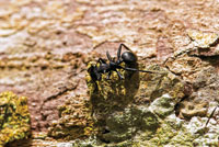 Las hormigas han logrado ocupar diversidad de hbitats en la Amazonia, algunas son especficas del dosel.  
