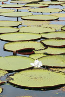En las lagunas de aguas negras poco profundas, crece el loto del Amazonas, Victoria amazonica, planta acutica enraizada en el lecho del pantano, con gigantescas hojas flotantes; que abre su flor en la superficie y madura el fruto bajo el agua.
