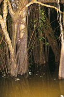 En la selva inundable, el renaco, Ficus pertusa, parece caminar a zancadas sobre el fondo cenagoso y sus semillas son alimento para los peces.