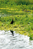Los gramalotales forman grandes praderas flotantes en los humedales de Yahuarcaca, Leticia. Son hbitats importantes para diversidad de aves acuticas como el gallito de pantano, Jacana jacana, ave zancuda de largos dedos que la sostienen sobre la vegetac