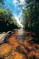 Cao Sararamn de aguas negras, labrado en las areniscas cuarcticas del Escudo Guayans. 
