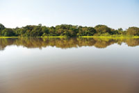 El lago Tarapoto es un importante hbitat para peces como el piraruc y mamferos acuticos como el delfn rosado, la nutria y el manat amaznico.
