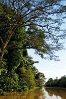 La selva riparia de las riberas del cao Tarapoto, permanece anegada la mayor parte del ao.