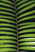 Fronda de una de las especies ms antiguas del planeta, del gnero Zamia.