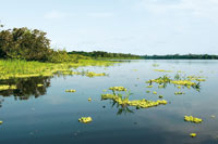 En los extensos lagos de la planicie de inundacin del ro Amazonas, las plantas acuticas son fuente de alimento para la variada fauna.