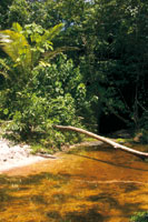 Cao de aguas negras que nace en lo profundo de la selva y con las lluvias aumenta notablemente su cauce.