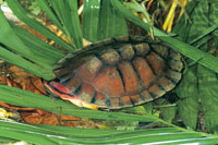 Adems de la gigante tortuga charapa, existen en la Amazonia, otras pequeas como la tortuga roja, Rhinemys rufipes, que son capturadas con fines comerciales.