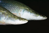 El piraruc, Arapaima gigas, uno de los peces pulmonados de mayor tamao en el mundo, se encuentra en los grandes ros, lagos y vrzeas de la Amazonia; est amenazado de extincin por la pesca de juveniles.