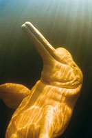 El delfn rosado, tonina o bufeo, Inia geoffrensis, es una criatura mtica para las comunidades indgenas de la Amazonia. La pesca con grandes redes y el trnsito de lanchas rpidas estn afectando sus poblaciones.