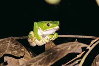 Varias especies de ranas de la Amazonia son txicas y su veneno es utilizado por los indgenes para impregnar sus flechas.