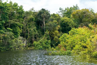 Perfil de selva durante la poca de mxima inundacin en el cao Tarapoto. Las aguas negras ascienden hasta la base de las copas de los rboles, a una altura de 8 m aproximadamente.